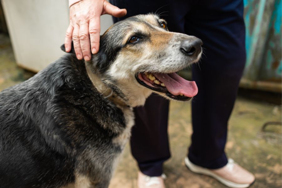 Bone Broth for Senior Dogs