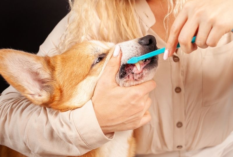 How to Choose the Right Toothbrush for Your Pet’s Dental Health