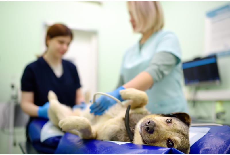 when to consider veterinary surgical services