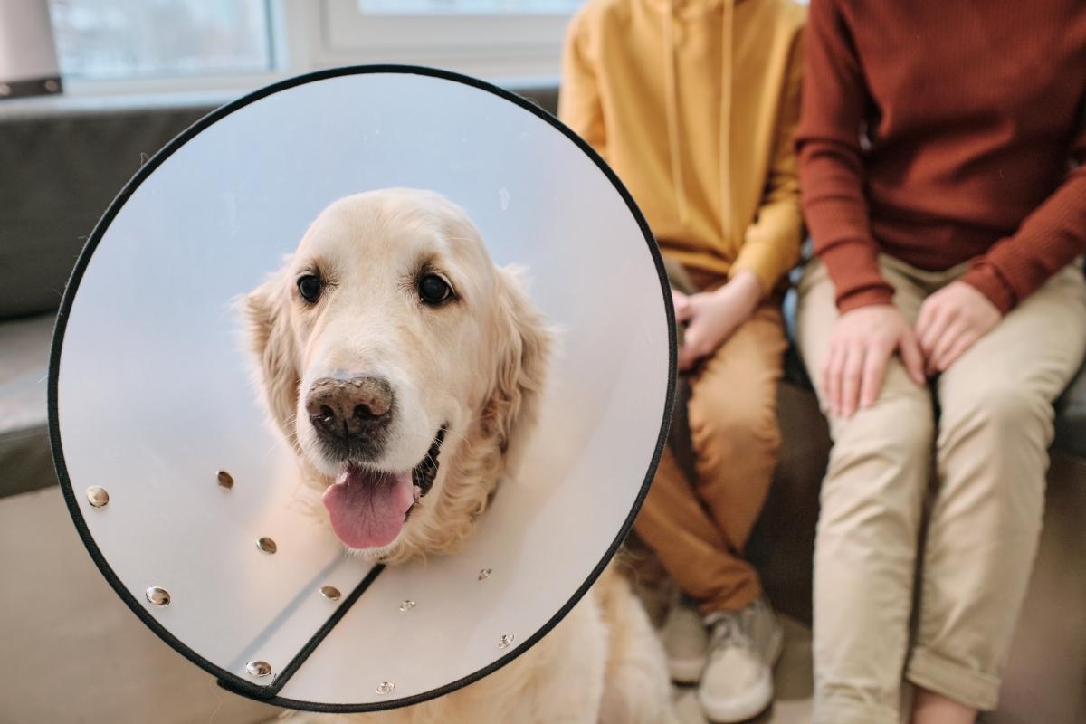 When to consider Veterinary Surgical Services