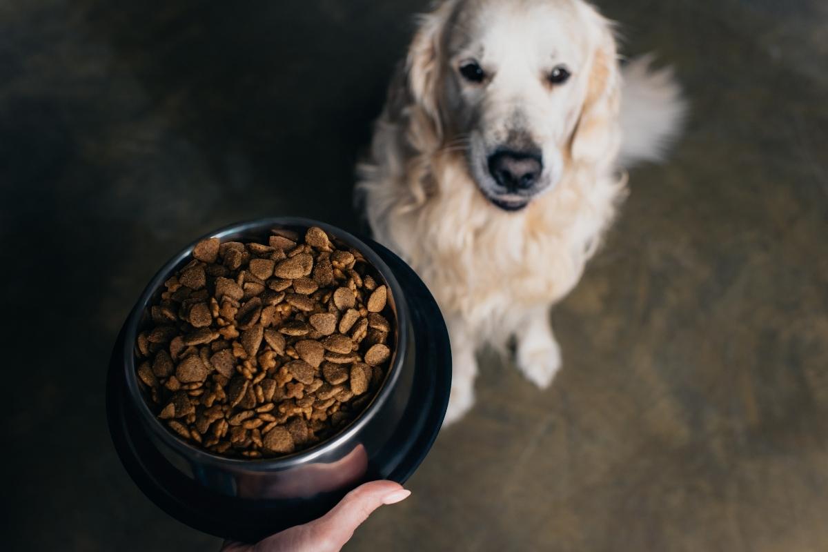 what are the healthiest foods for senior dogs?