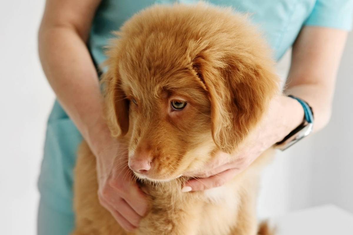 Parvo Prevention in Puppies: Vaccination Gaps and Socialization Safety