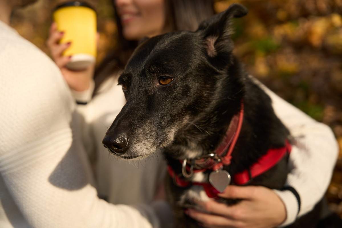 senior pet bloodwork decoded: what changes are normal after age 7
