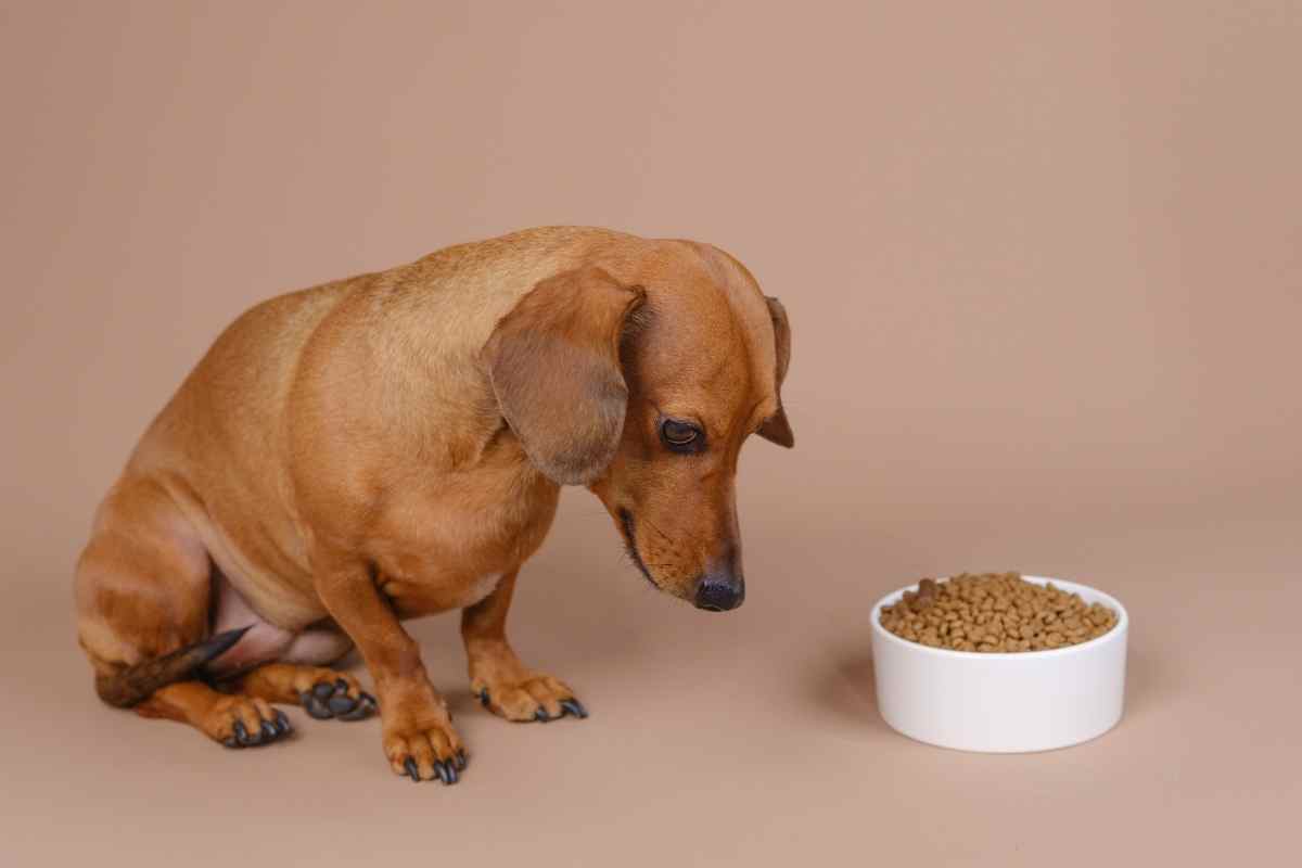 digestive-upset-in-dogs-warning-signs-home-care