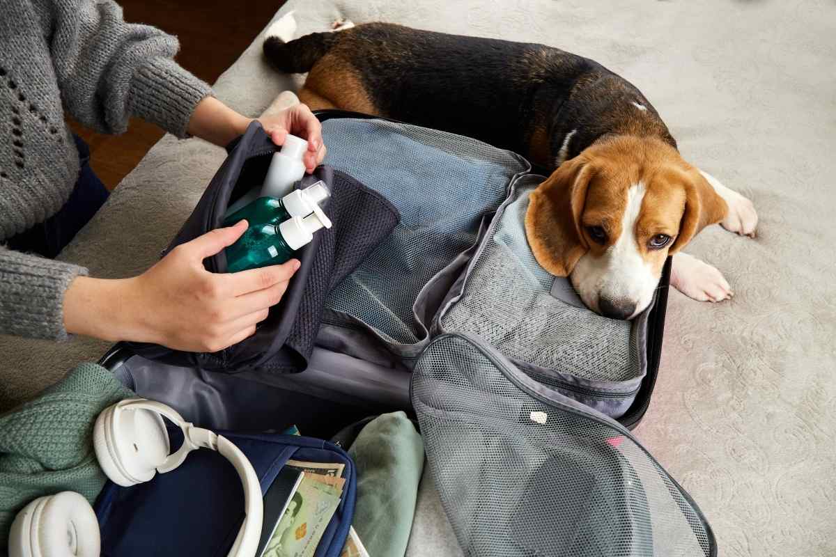 make-your-pet-comfortable-during-travel