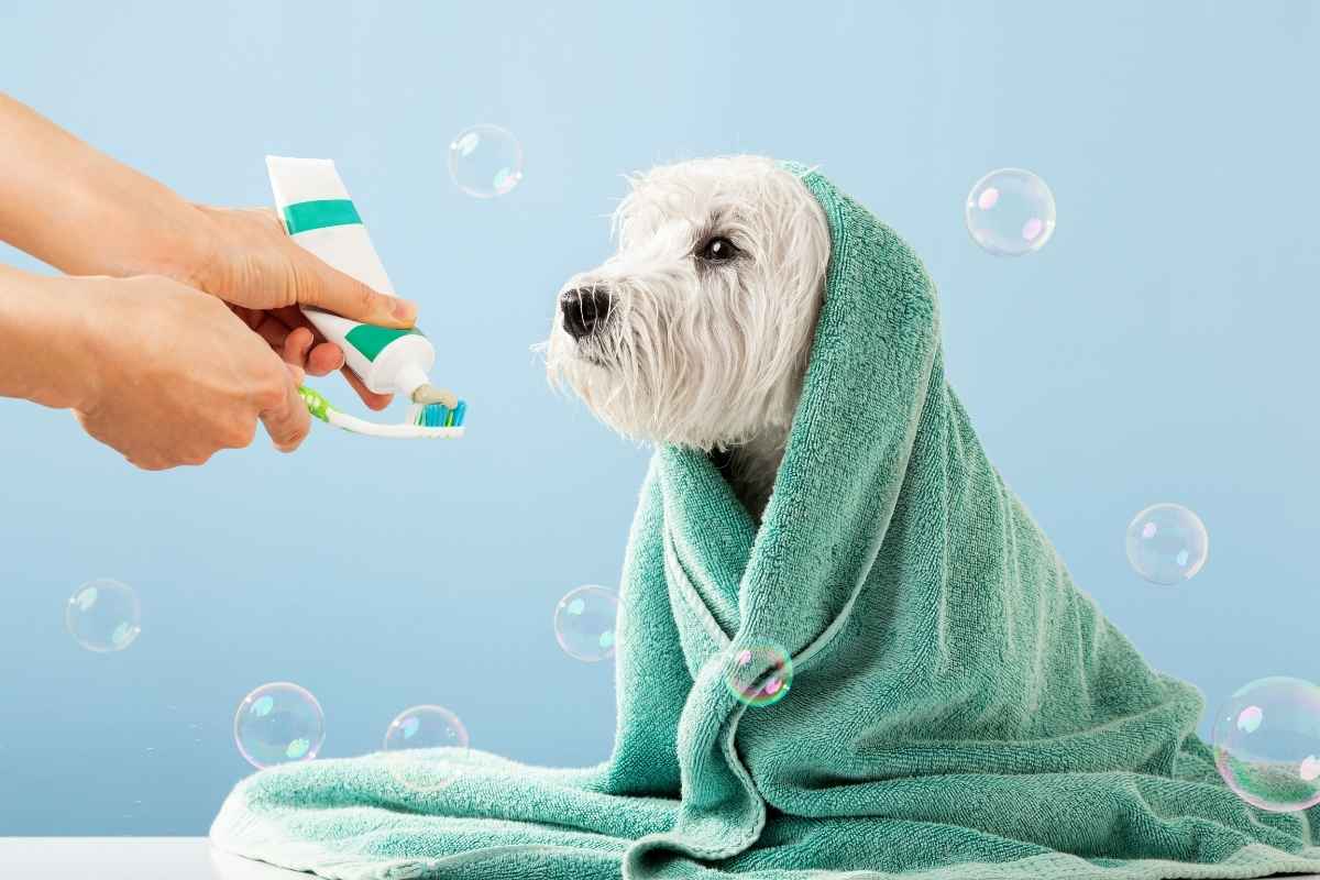 vet-approved-toothpastes-for-dogs-and-cats