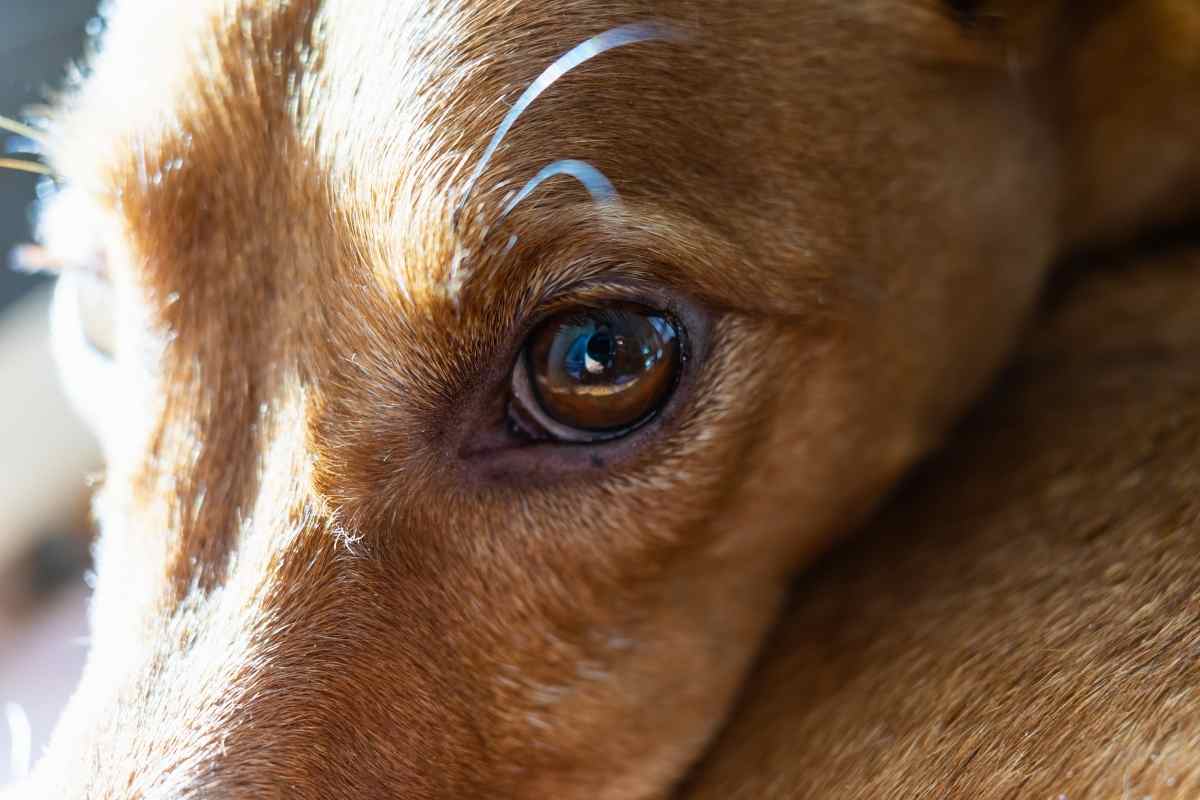 when-to-worry-about-pets-eye-discharge