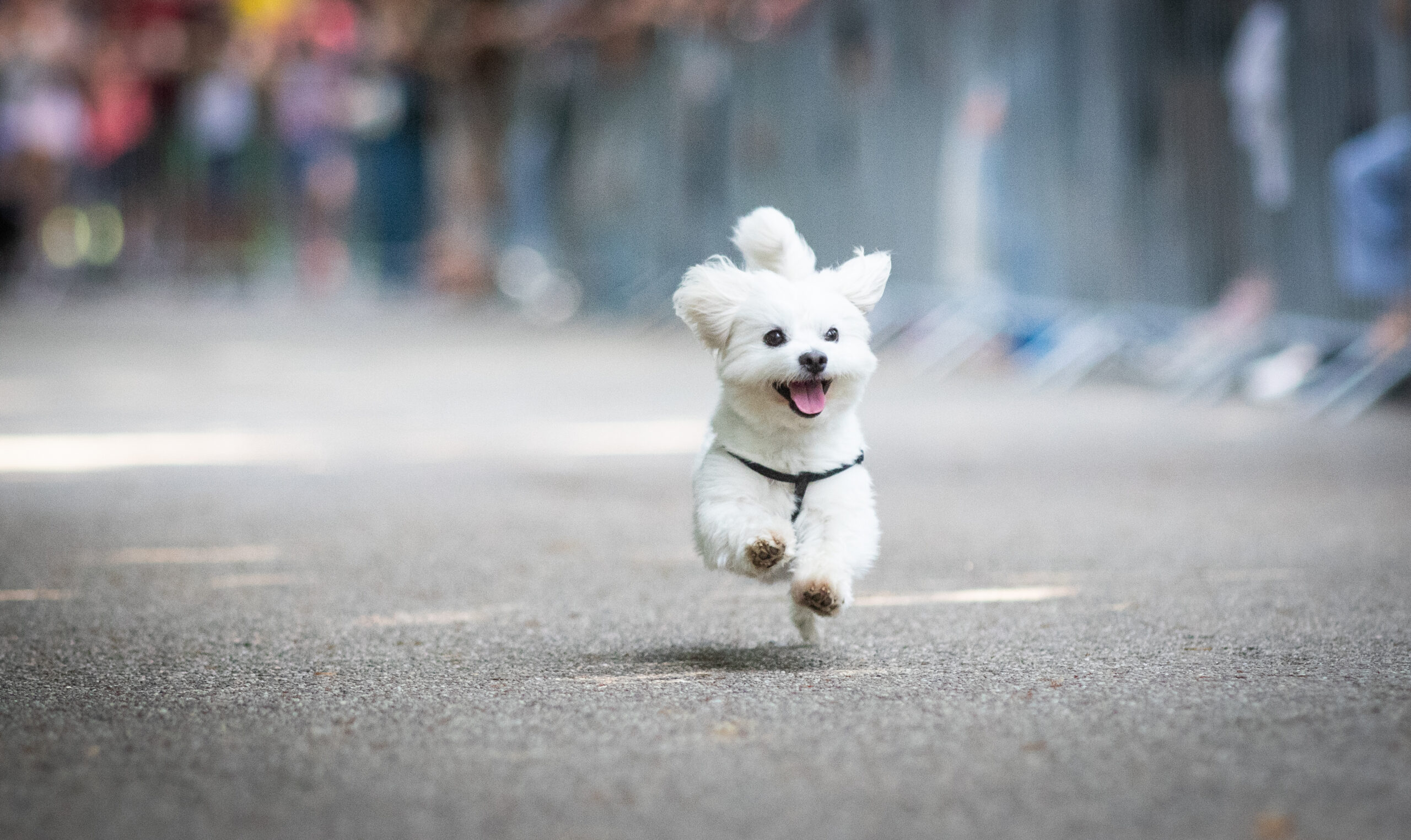 How Much Exercise Does a Puppy Need?