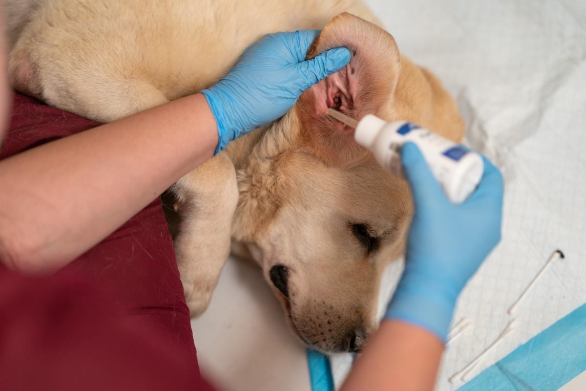 Common Reasons Behind Ear Infections in Pets and How to Prevent Them Early