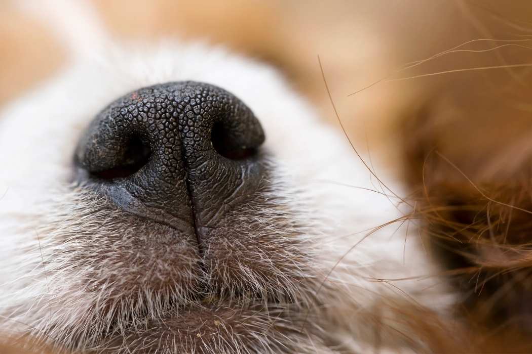 Signs Your Dog’s Dry Nose May Need Veterinary Attention