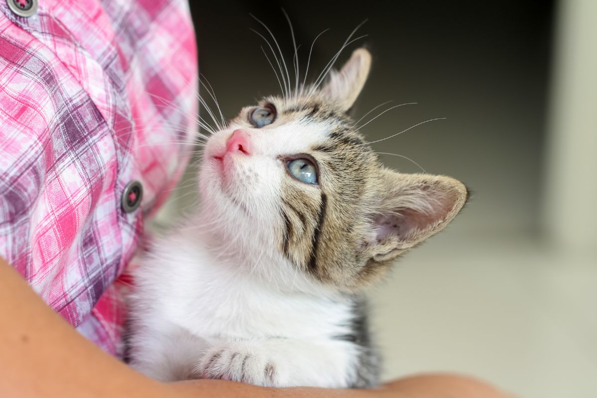 Why Routine Wellness Testing Is Essential for Your Pet’s Health
