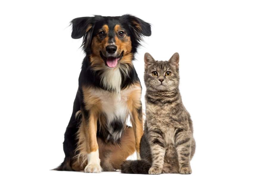 Unexpected Pet Health Problems That Require Prompt Evaluation