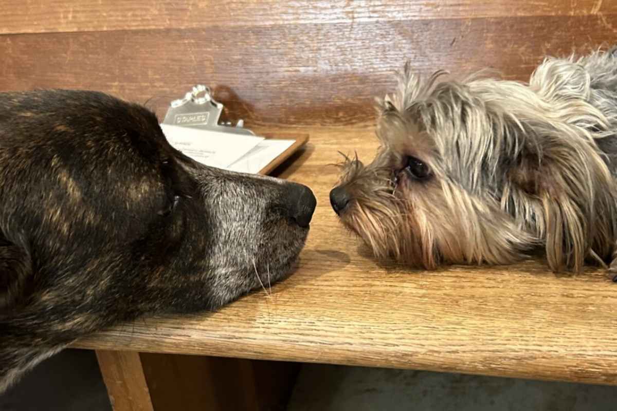 Drooling in Senior Pets: What It Reveals About Their Health