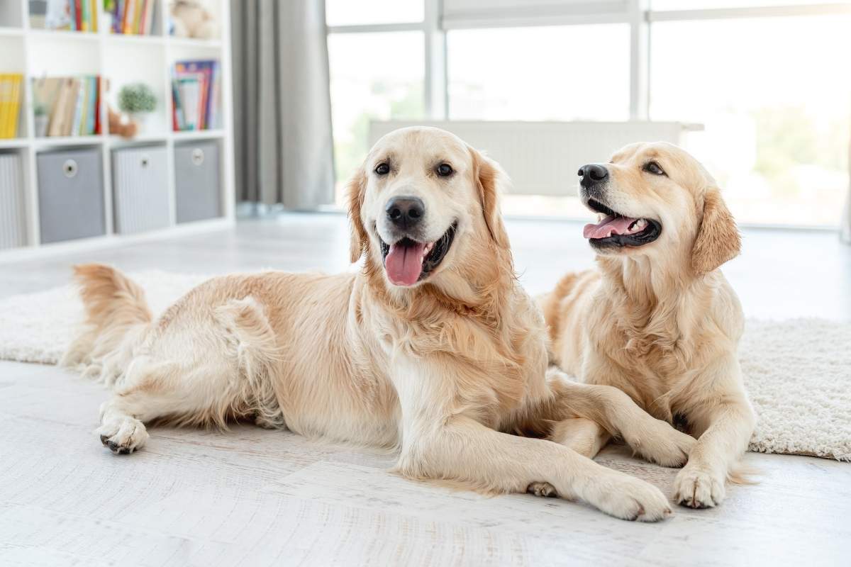 My Dog Keeps Gagging: Could It Be an Urgent Health Problem?