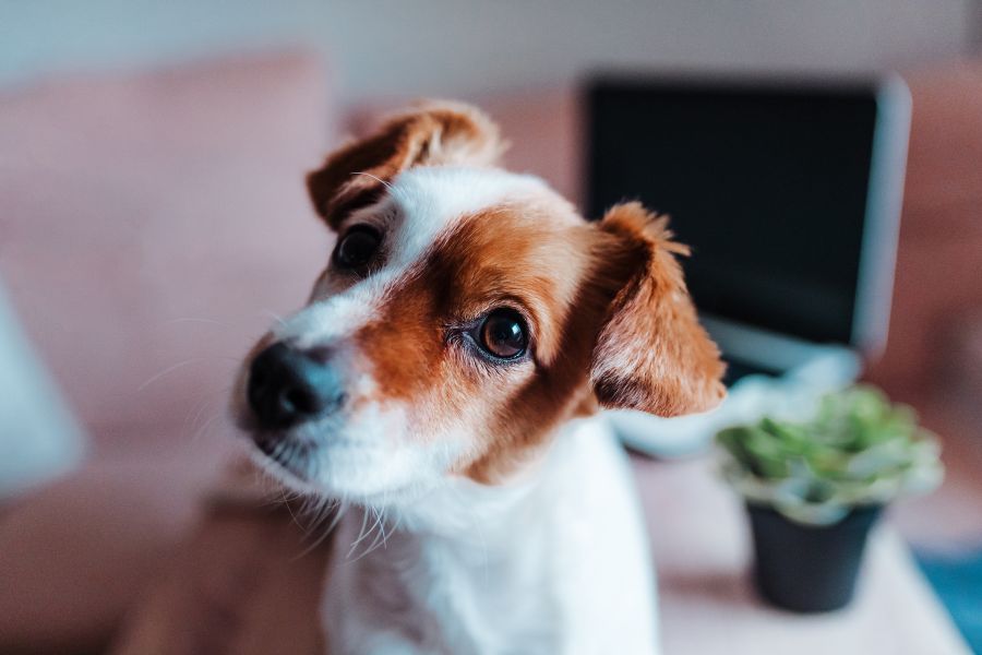 What Does Your Pet’s Eye Discharge Mean? When to Worry