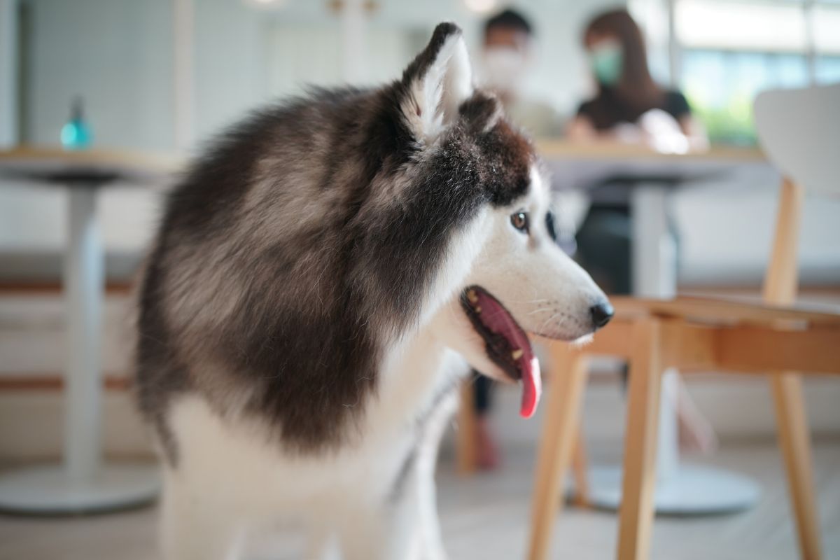 Why Does My Dog Gently Nibble Me? Common Reasons Explained
