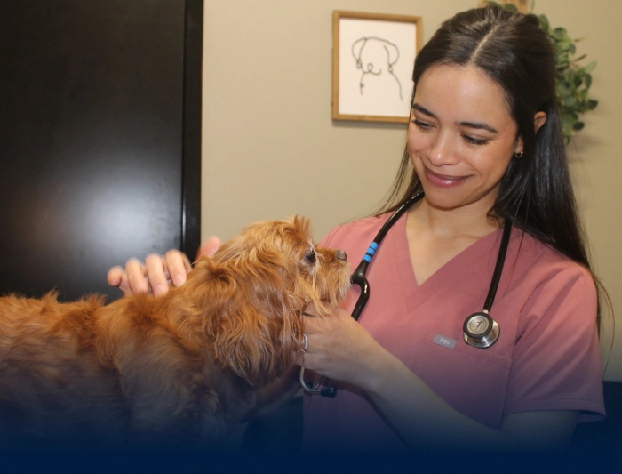 Where Love Meets Veterinary Care