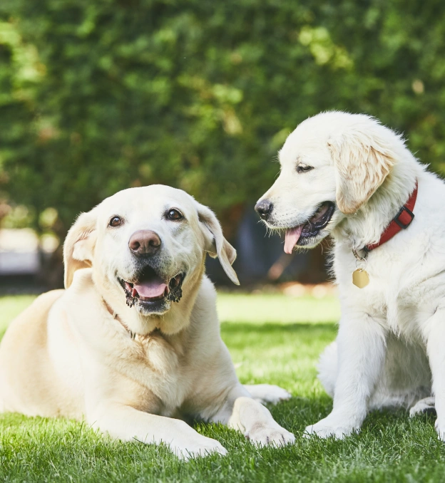 Two happy cream-colored dogs, one lying down and one sitting with a red collar, together on a grassy lawn