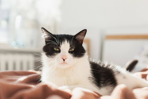 Cat Chirping Explained: What Your Cat Is Telling You