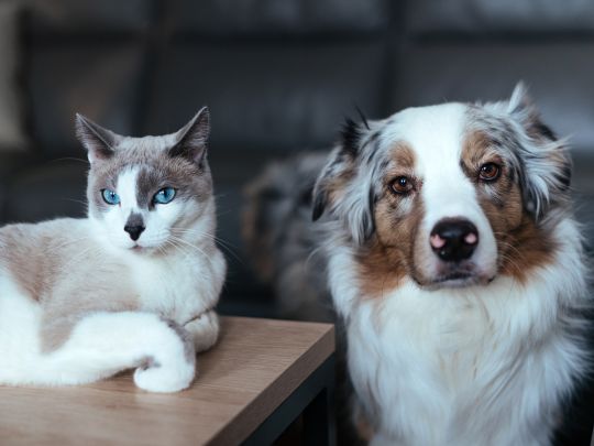 How Dogs & Cats Handle Temperature Changes