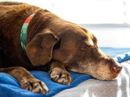 Why Senior Dogs Require More Careful Weight Control